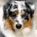Tammy Weis-Copeland's Grooming - Facebook