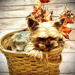 Tammy Wheaton - @wheaton5081 - Instagram