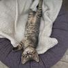 tammy_wheaton - @tammy_wheaton - TikTok