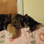 Tammy Wheaton Nichols - @silvernicks66 - Instagram