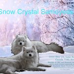 Tammie-Lee Whitlock - @snowcrystalsamoyeds - Instagram