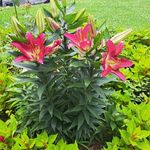 Tammy Whittington - @whittington8141 - Instagram