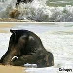 Tammy Schreiber Wisdom - @tswisdom - Instagram