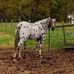 Tami Yeager-Wilt - Facebook