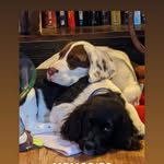 Tammy Yoder - @ohmygodbiteme.tammyyoder - Instagram