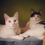 #catslove - @_tamy.luna_ - Instagram