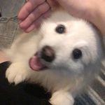 Tấn Bách - @trantanbach - Instagram