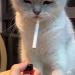 Tan Cheng - @tanchengping - Instagram