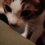 Tan Cheng - @setomq - Instagram