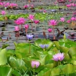 ជីវិត ខ្ញុំ - @tanchoukrath - Instagram
