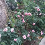 Tan Cung Noi Dau - Facebook