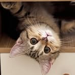 Hsu Tang - Facebook