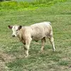 tanmac6161 - @tanmac6161 - TikTok