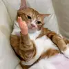 Ta Nong - @ta.nong09 - TikTok