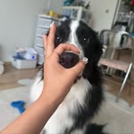 보더콜리 탄산 - @tansan_0117 - Instagram
