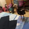 tantang - @tantannn30011975 - TikTok