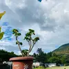 Tantang - @tantangek - TikTok
