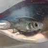 Nay. fish. shop - @tanapool0 - TikTok