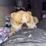 Tana Ryan - @tanimal66 - Instagram