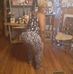 Taneisha Johnson - Facebook
