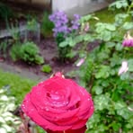 Tania Bird - Facebook