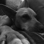 Tanya Bentley - @harleymypup - Instagram