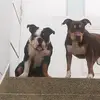 Tania and Blake - @tania.and.blake - TikTok