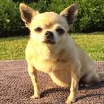 𝗧𝗮𝗻𝗶𝗮 𝗕𝘂𝗿𝗿𝗼𝘄𝘀 - @taniarescue - Instagram
