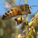 Tania Everett - @bug8bee - Instagram