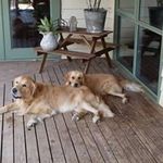 Tania Fitzpatrick - @taniastepbystep - Instagram