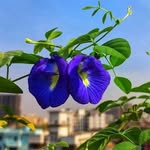 tania hoque - @tm1cagti - Instagram