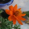 anything_really - @taniasaba5 - TikTok
