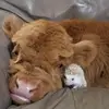 🤍 - @tanisha.rose4 - TikTok