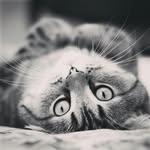 Tanj A Bell - @tanj_abell_ - Instagram