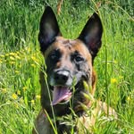 Tanja Conrad - @beetier19 - Instagram