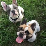 Tanja Cooper - @jesse_and_james_frenchies - Instagram