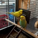Tanja Groß - @loui_gino_the_crazy_budgies - Instagram