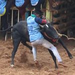 TN- 49- tanje -jallikattu -king - @tn_49_tanja_jallrkattu_king - Instagram