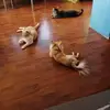 Tanja Krause921 - @tanjakrause921 - TikTok