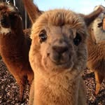 Tanja - @lammers.tanja - Instagram