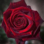 Tanja Link - @ta_nja398 - Instagram