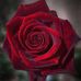 Tanja Link - Facebook
