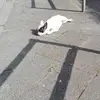tanjalotti - @tanjalotti - TikTok