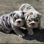 Tank Bryant Jr. - @jr.tankbryant - Instagram