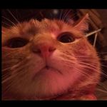 Tank - @tank.evans - Instagram