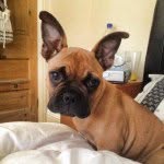 Tank Jones - @tankfrenchie - Instagram