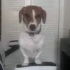 Tank Jones - @tankjthedachshund - TikTok