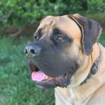 🐶Tank🐶 - @__tankwilliams__ - Instagram