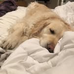 Tank Williams - @tank_the_tanker3 - Instagram