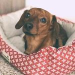 Tank Williams - @tanktheweenie - Instagram